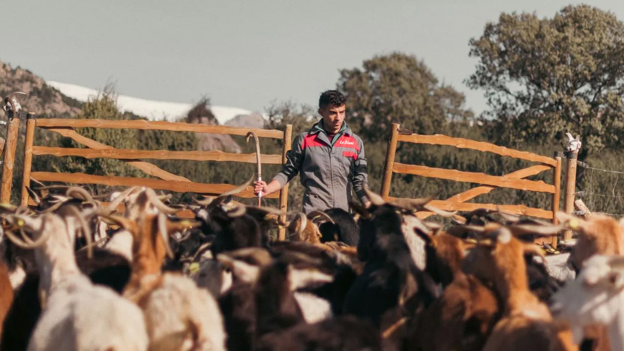 Local community member working with the Le Blanc goat herd, reflecting the brand's commitment to creating jobs within the region.